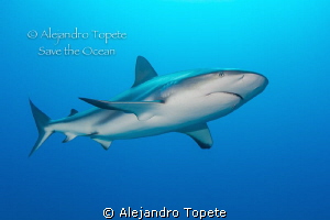 Shark Sorrounding, Gardens of the Queen Cuba by Alejandro Topete 